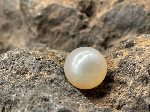 Perla solitaria